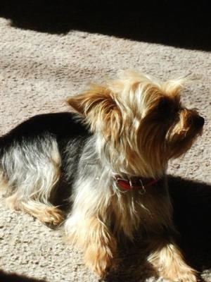 yorkie-pictures-of-princess-yoko-21410138