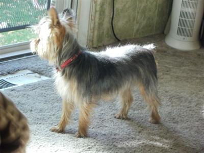 yorkie-pictures-of-princess-yoko-21410139