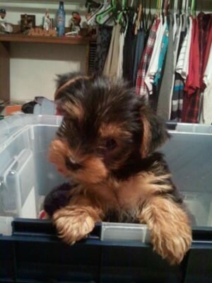 yorkie-pictures-of-rylie-belle-21494037