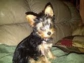 yorkie-pictures-of-rylie-belle-21494038
