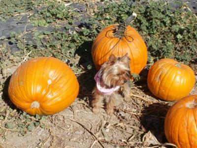 yorkie-pictures-of-yoko-21410133
