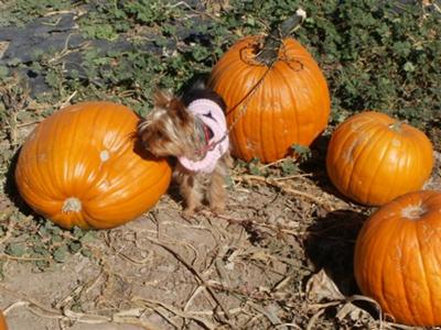 yorkie-pictures-of-yoko-21410134