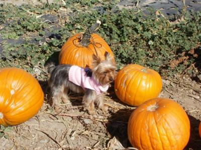 yorkie-pictures-of-yoko-21410135