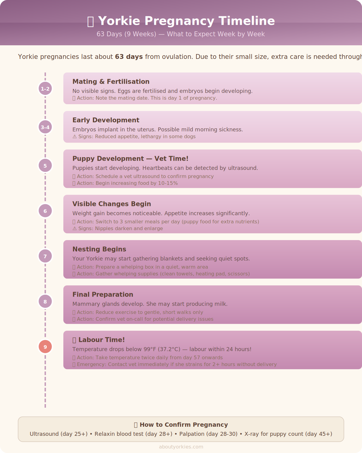 Yorkie pregnancy timeline infographic showing weeks 1 through 9 with key milestones for each stage