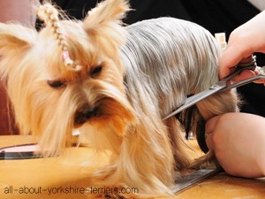 yorkie professional grooming