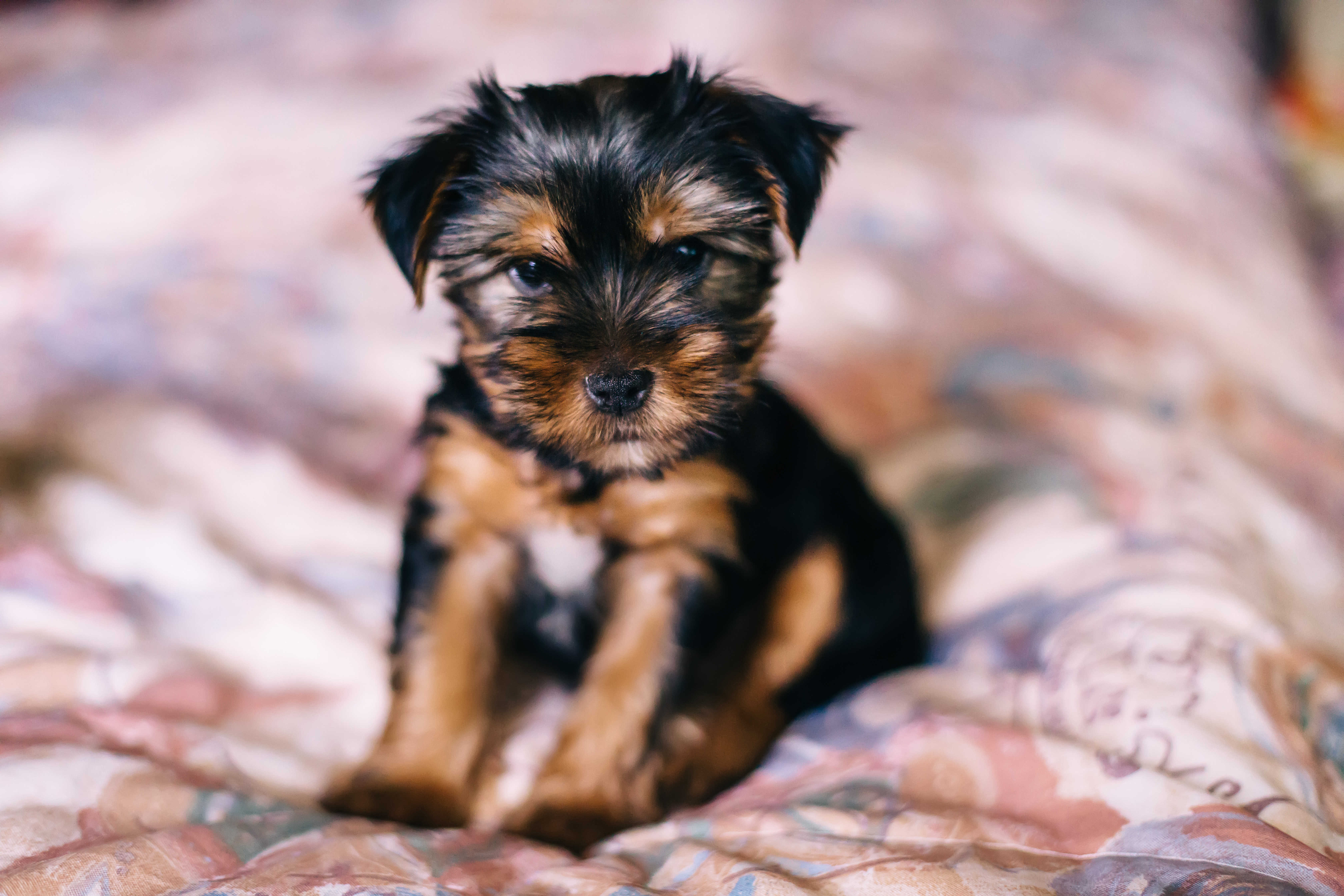 Adorable 9-week-old Yorkie puppy with floppy ears sitting on a bed