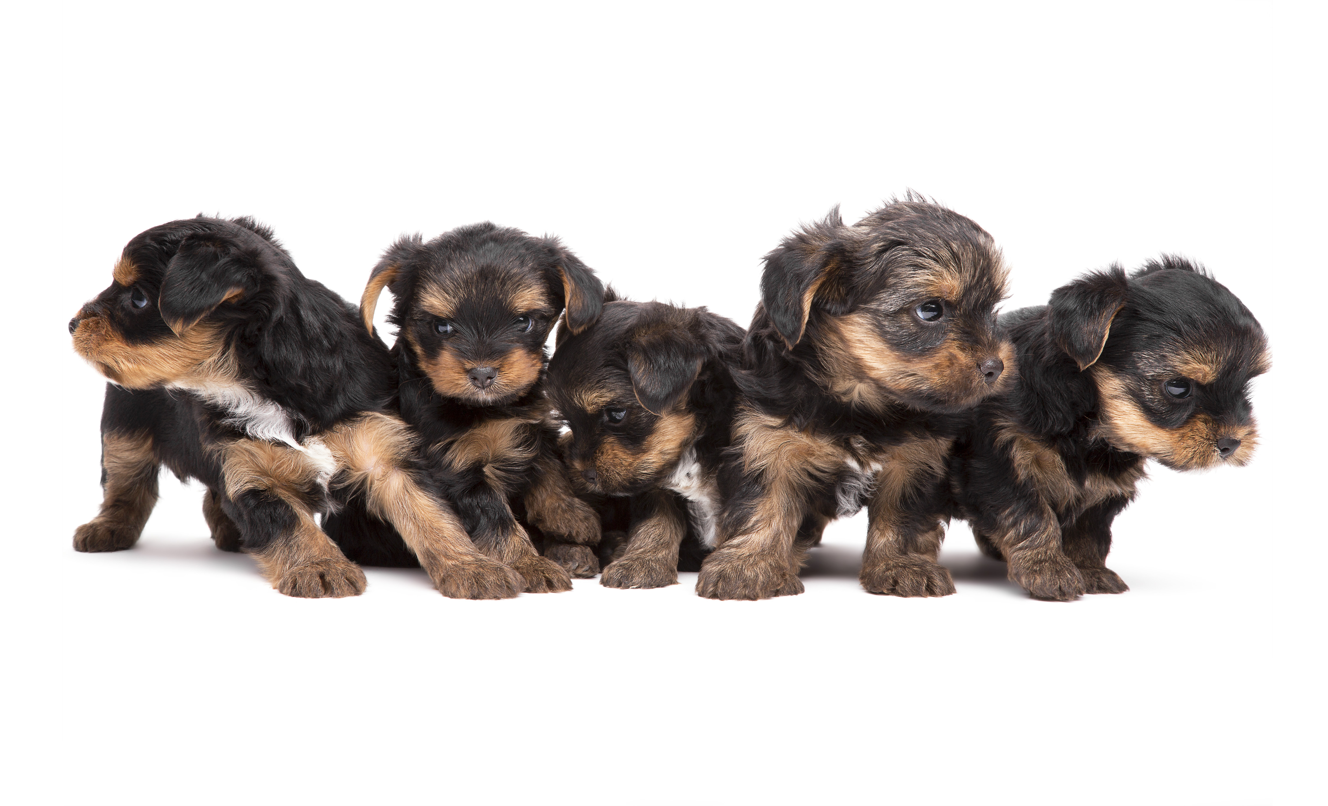 Litter of adorable Yorkshire Terrier puppies standing together