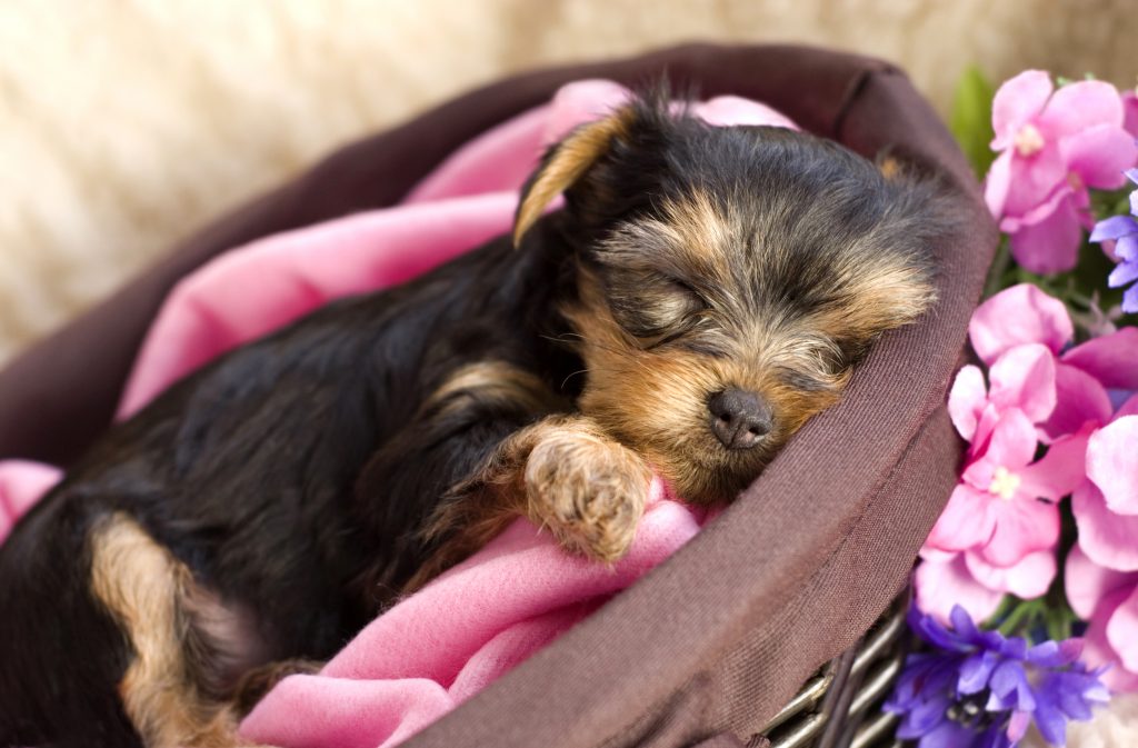 A closeup shot of a Yorkshire Terrier puppy sleeping