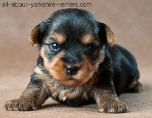 Puppy of a yorkshire terrier in studio