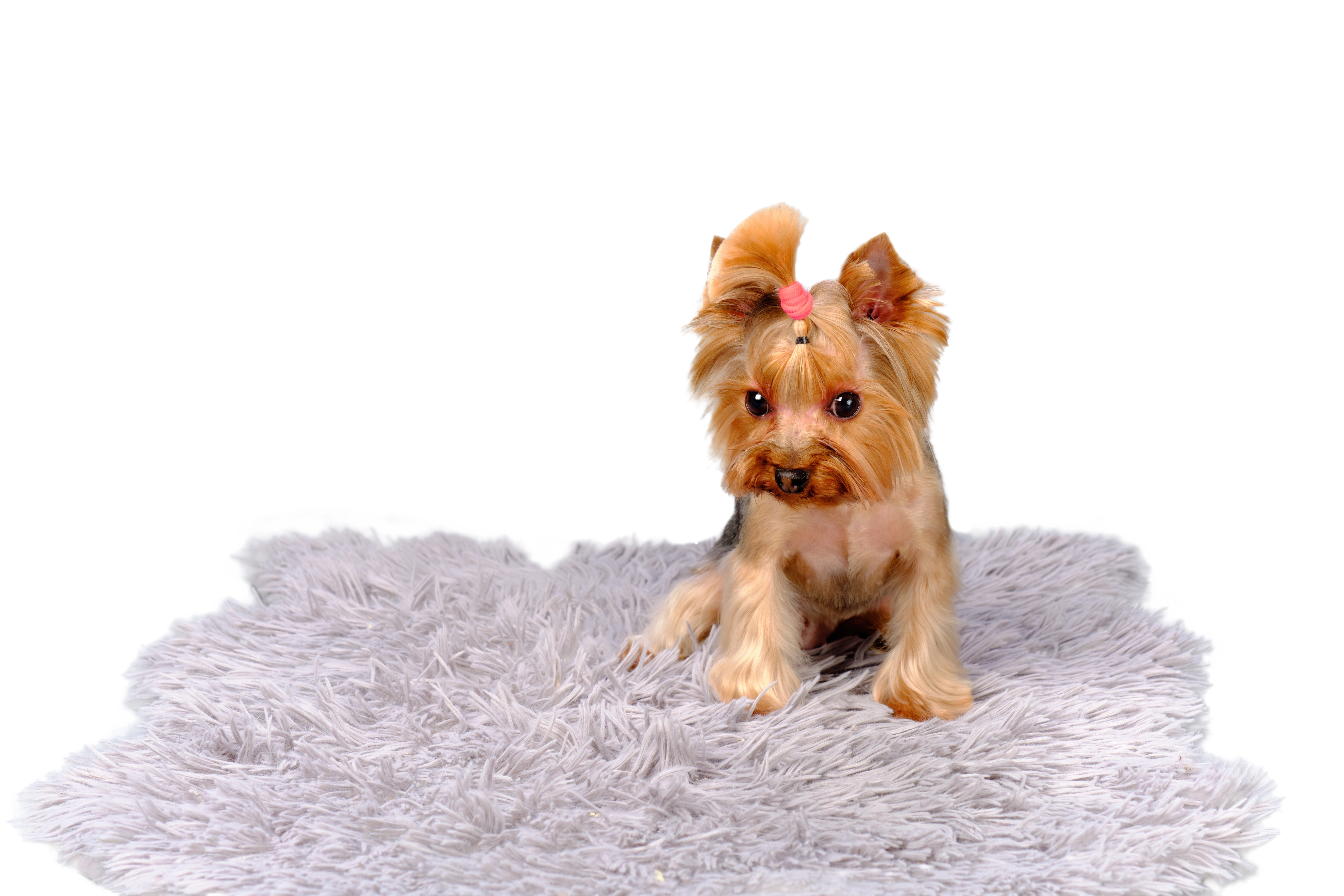 Melanie's Yorkie with a cute pink topknot - About Yorkies