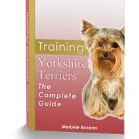 Training Yorkshire Terriers