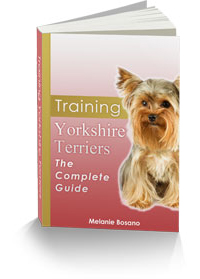 Training Yorkshire Terriers