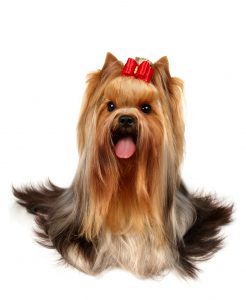 cool yorkie haircuts