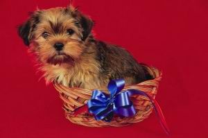 Yorkshire Terrier