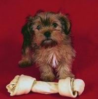 Nutrition For Yorkshire Terriers