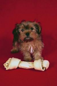 Nutrition For Yorkshire Terriers