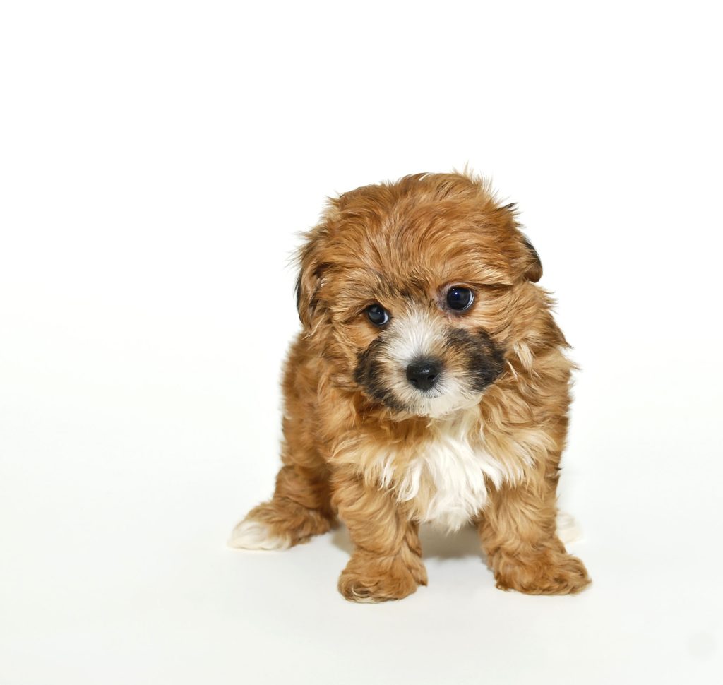 yorkipoo puppy