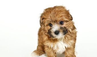 yorkipoo puppy