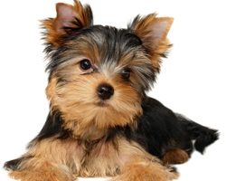 Information On Yorkshire Terriers