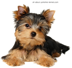 Information On Yorkshire Terriers