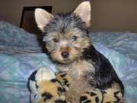 yorkshire terrier picture