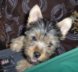 yorkshire terrier picture