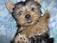 yorkshire terrier picture