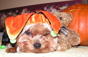 Zoe Isabella - Yorkshire Terriers